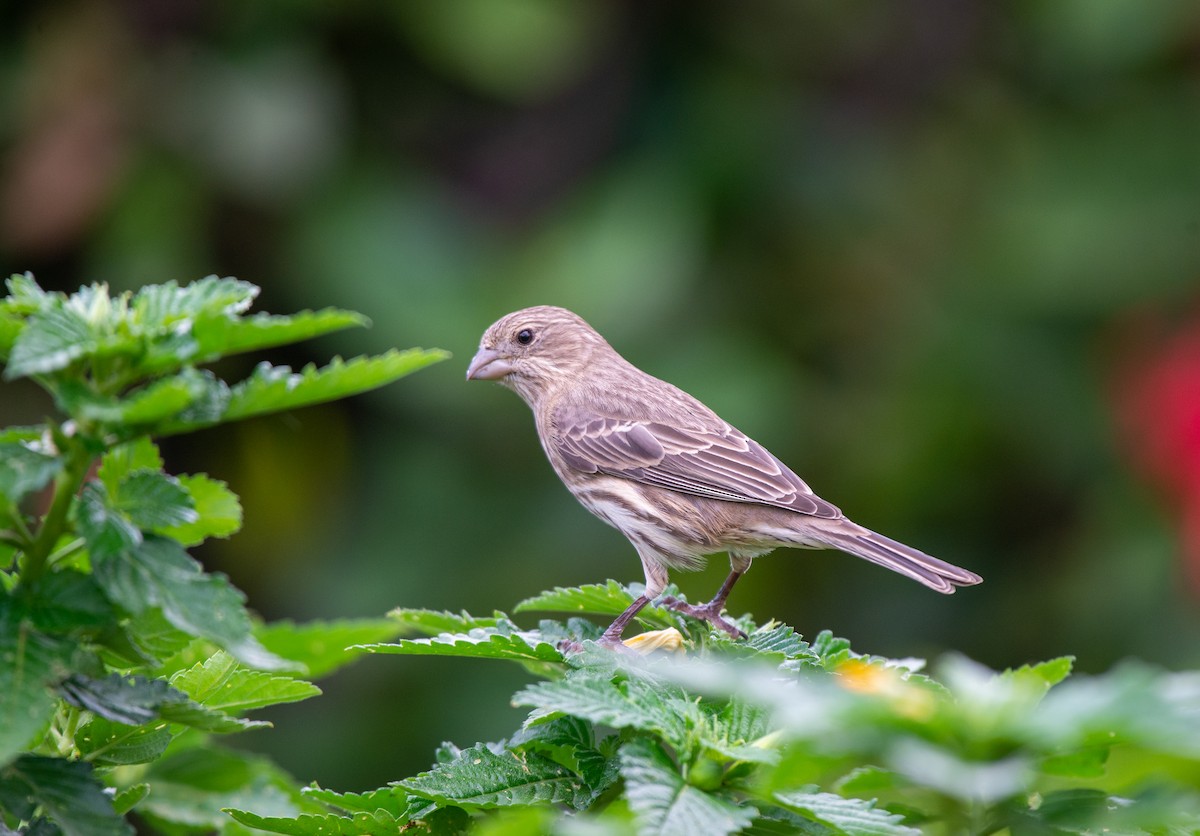 House Finch - ML612969661