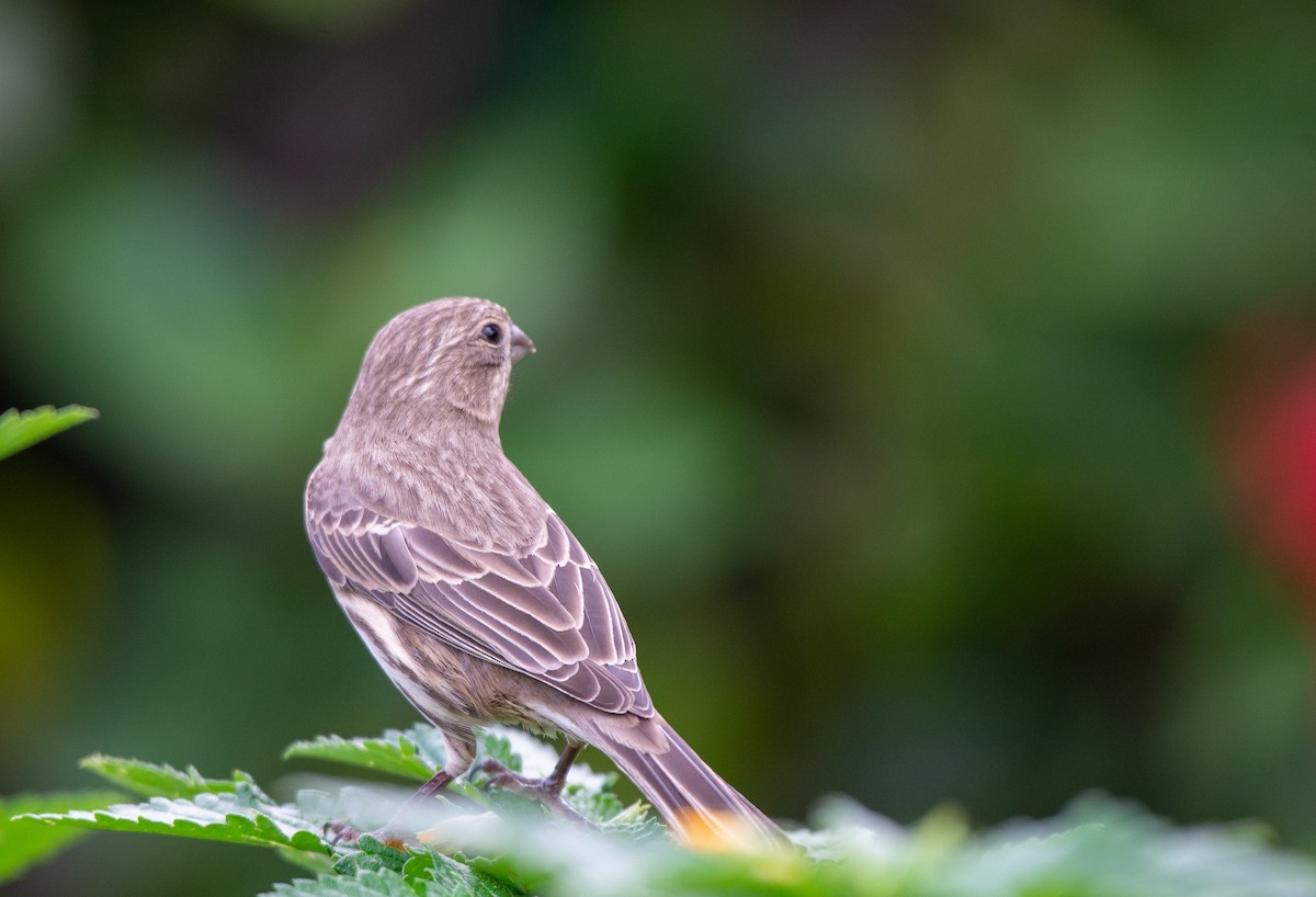 House Finch - ML612969662