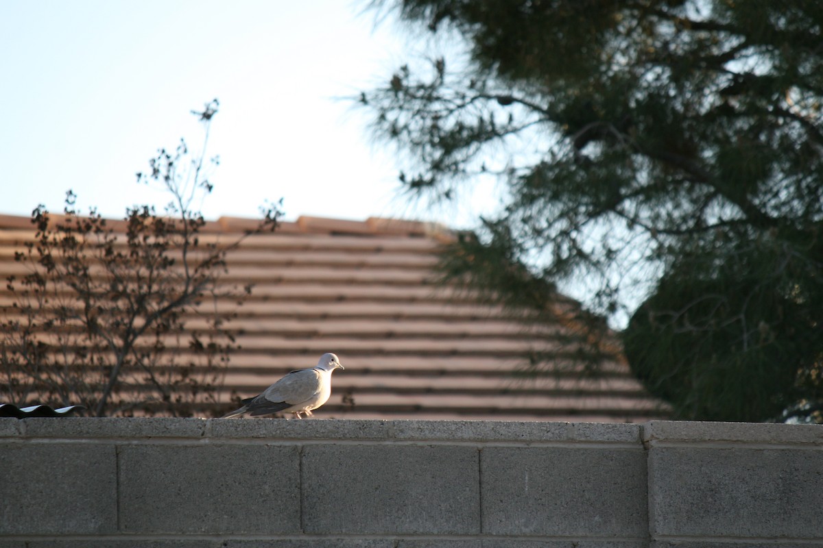 Eurasian Collared-Dove - ML612969670