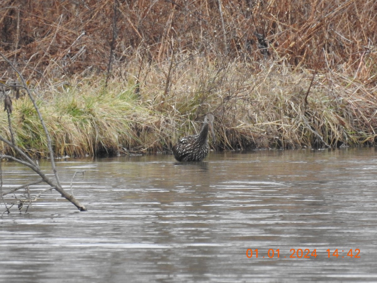 Limpkin - Piping Plover