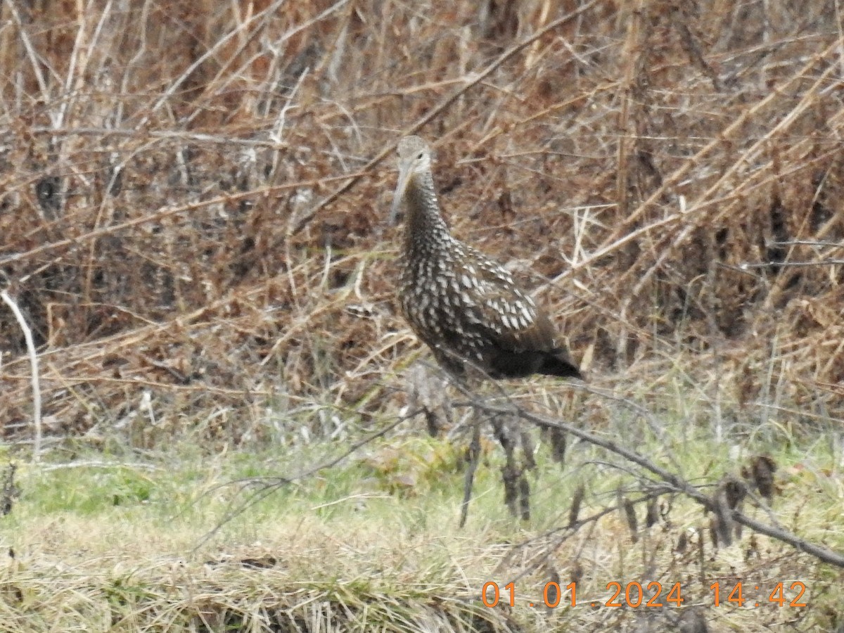 Limpkin - Piping Plover