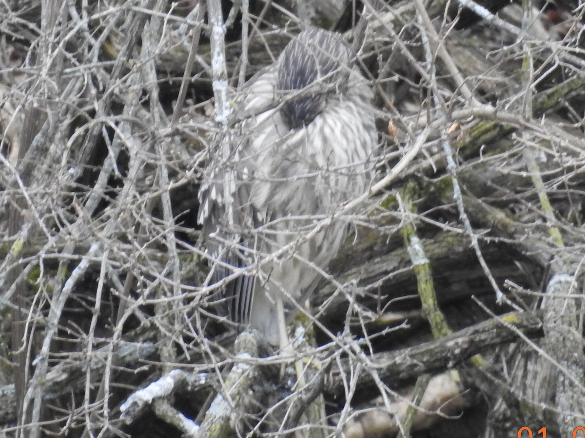 Black-crowned Night Heron - Piping Plover