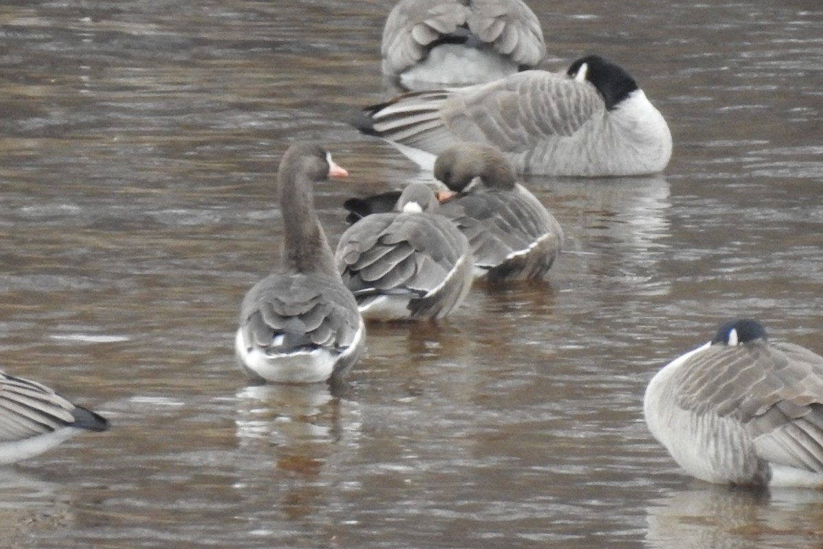 Greater White-fronted Goose - ML612969754