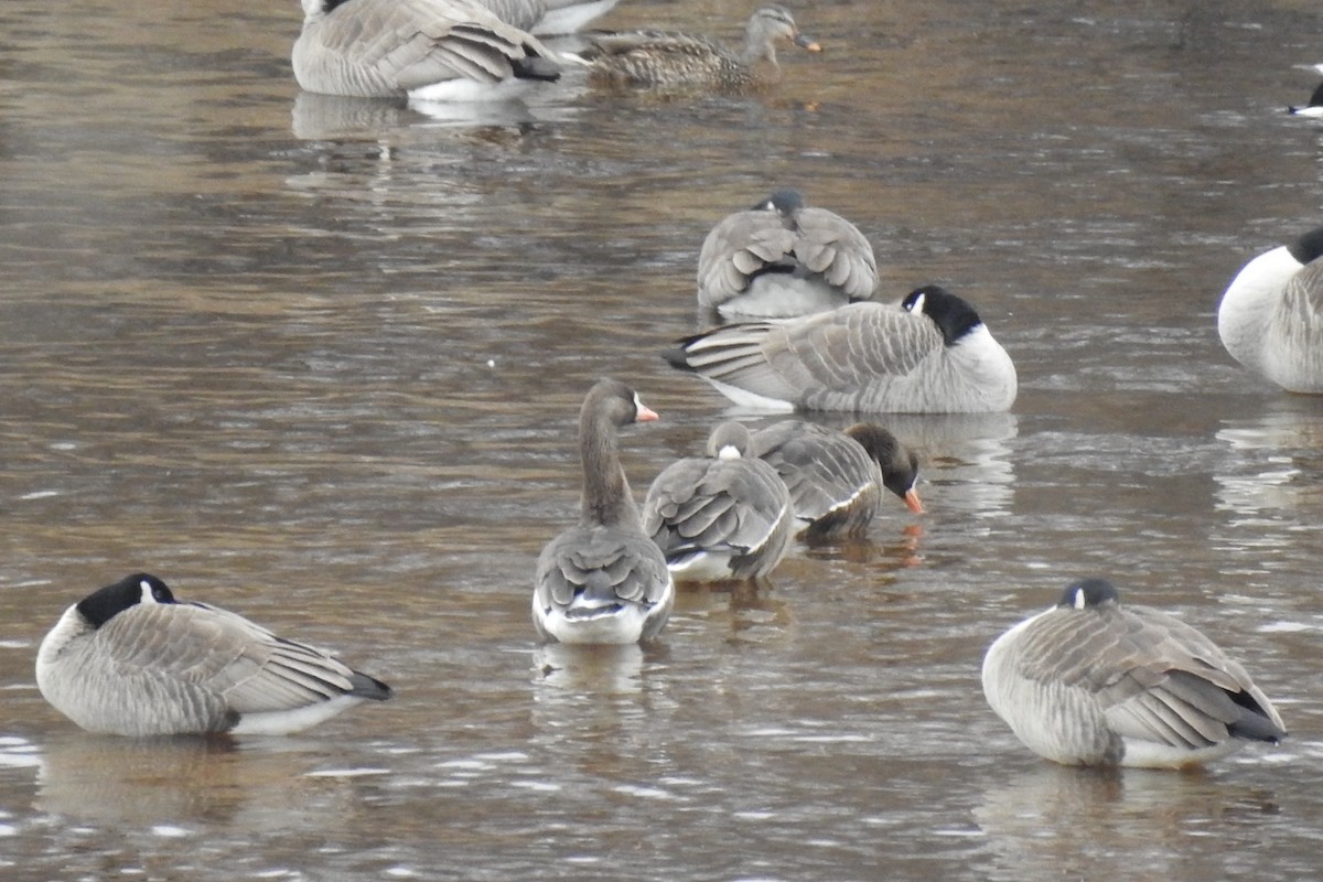 Greater White-fronted Goose - ML612969755