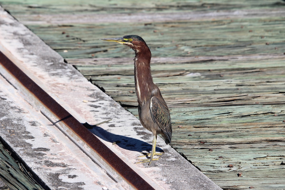 Green Heron - Christopher Rademacher