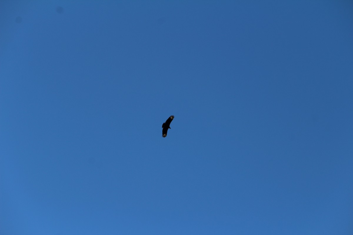 Black Vulture - ML612969791