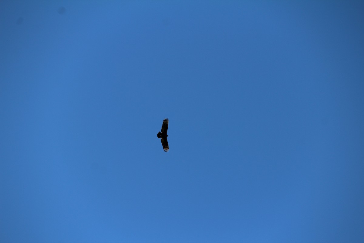 Turkey Vulture - ML612969804
