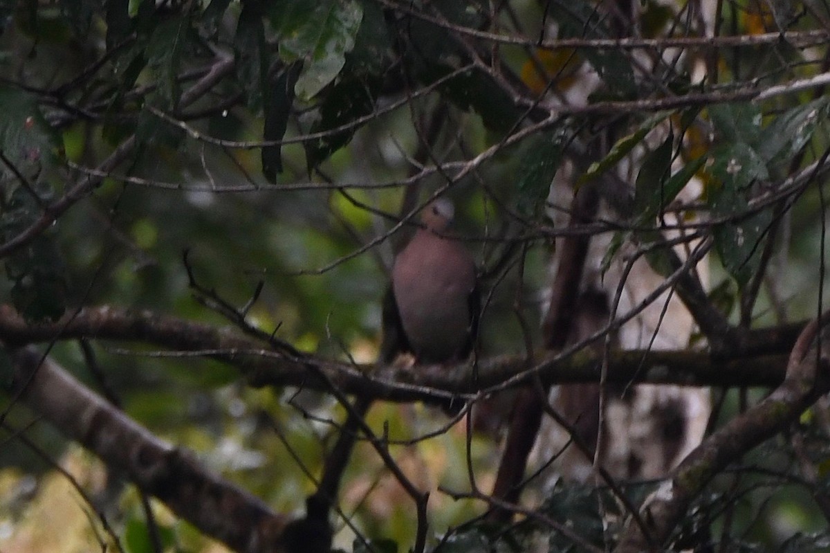 Gray-fronted Dove - ML612969808