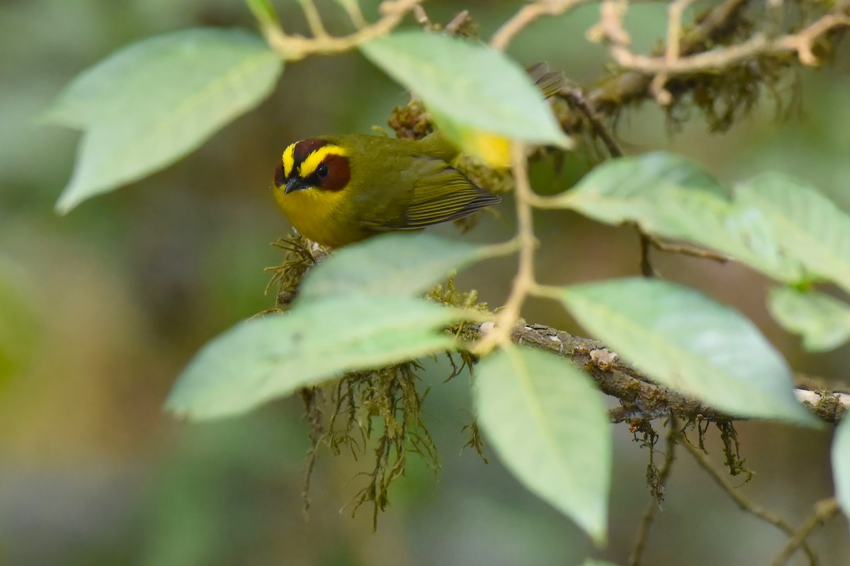 Golden-browed Warbler - ML612969823