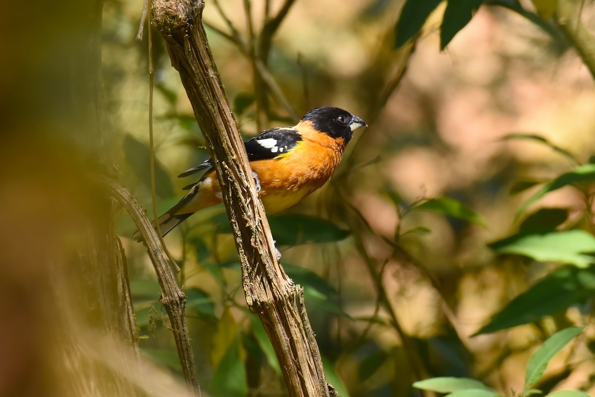 Black-headed Grosbeak - ML612969833