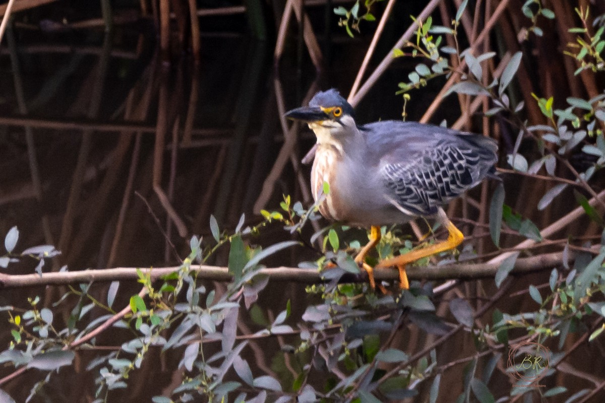 Striated Heron - ML612969873