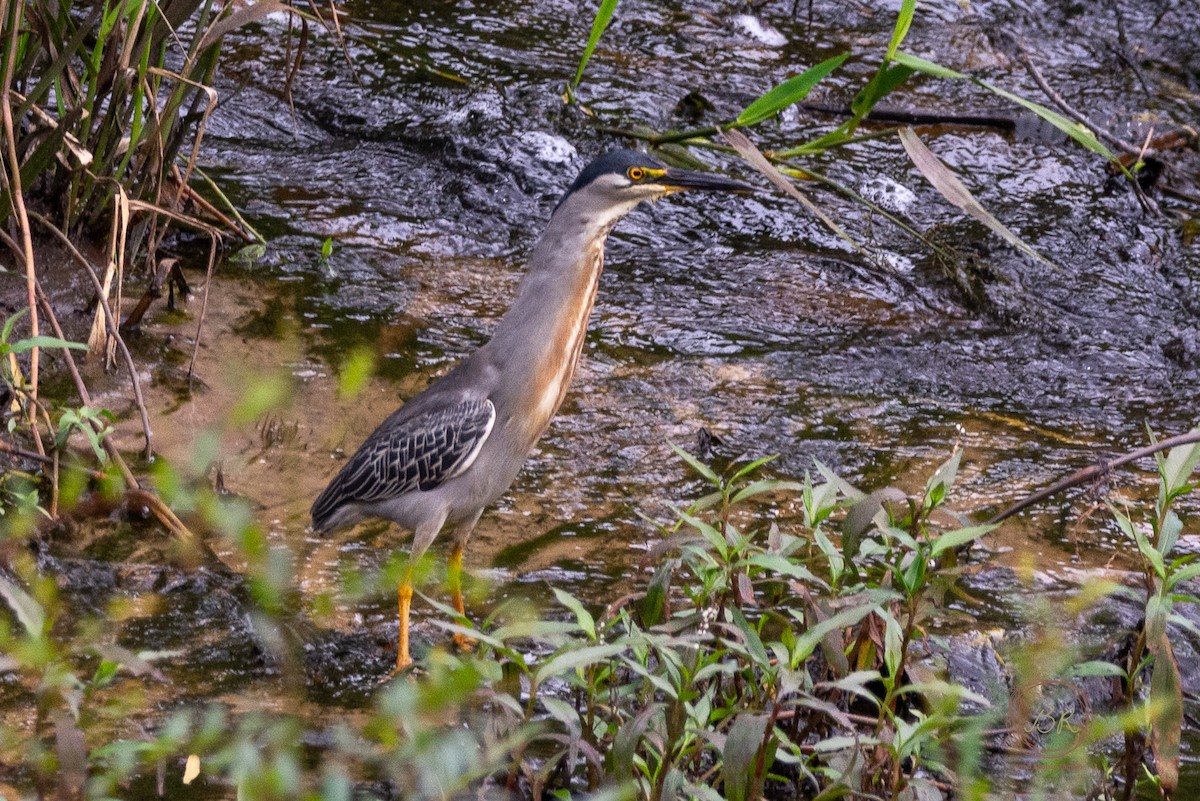 Striated Heron - ML612969875