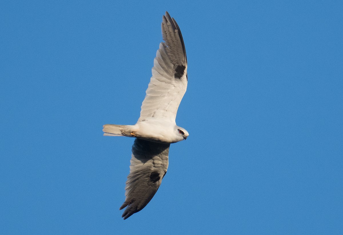 Black-shouldered Kite - ML612969884