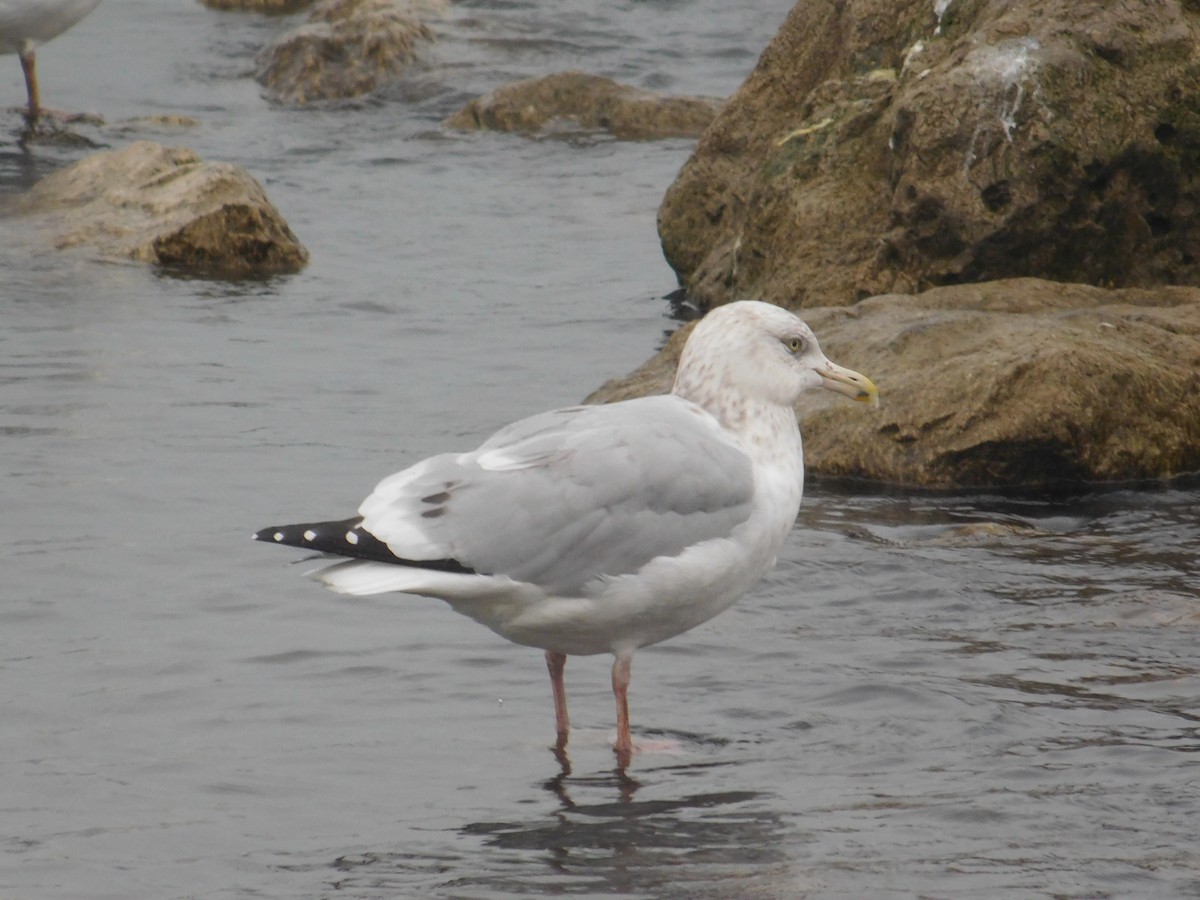 American Herring Gull - ML612969887
