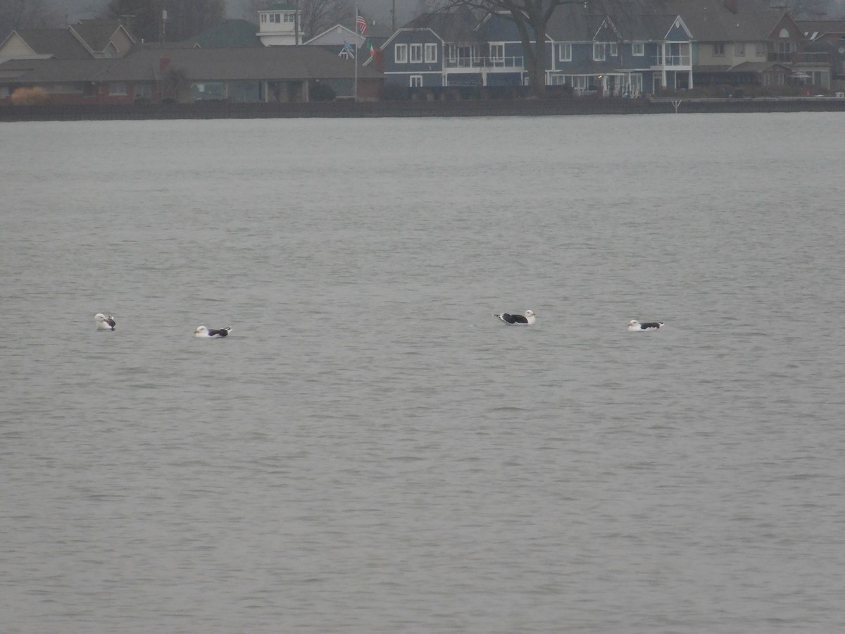 Great Black-backed Gull - ML612969894