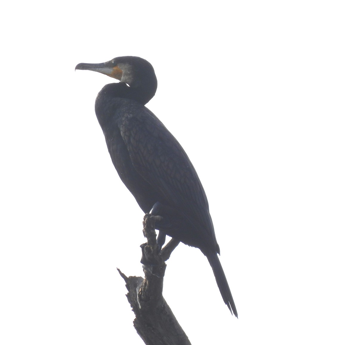 Indian Cormorant - ML612969897