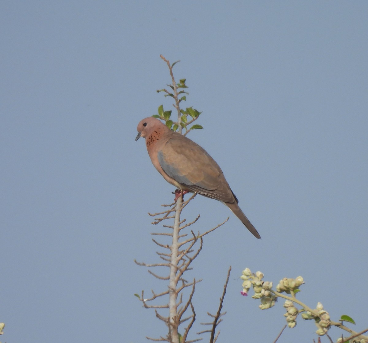 Laughing Dove - ML612969899