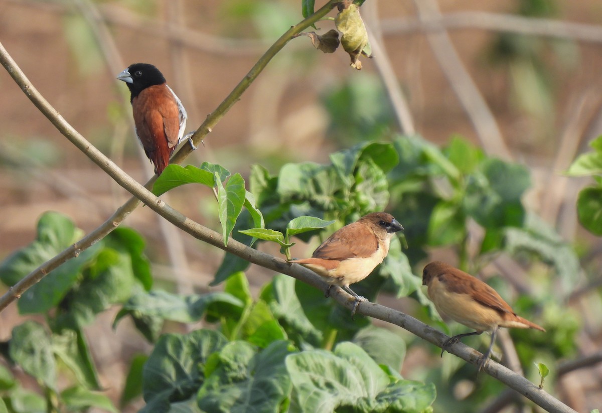 Tricolored Munia - ML612969909