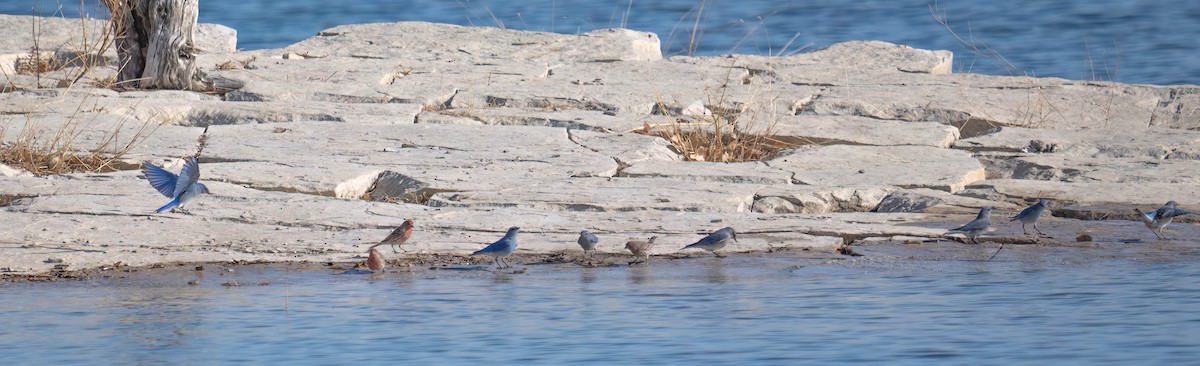 Mountain Bluebird - ML612969976