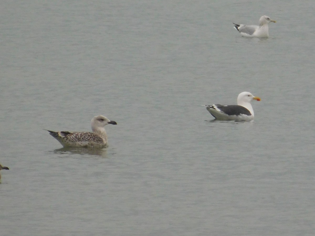 Great Black-backed Gull - ML612969981