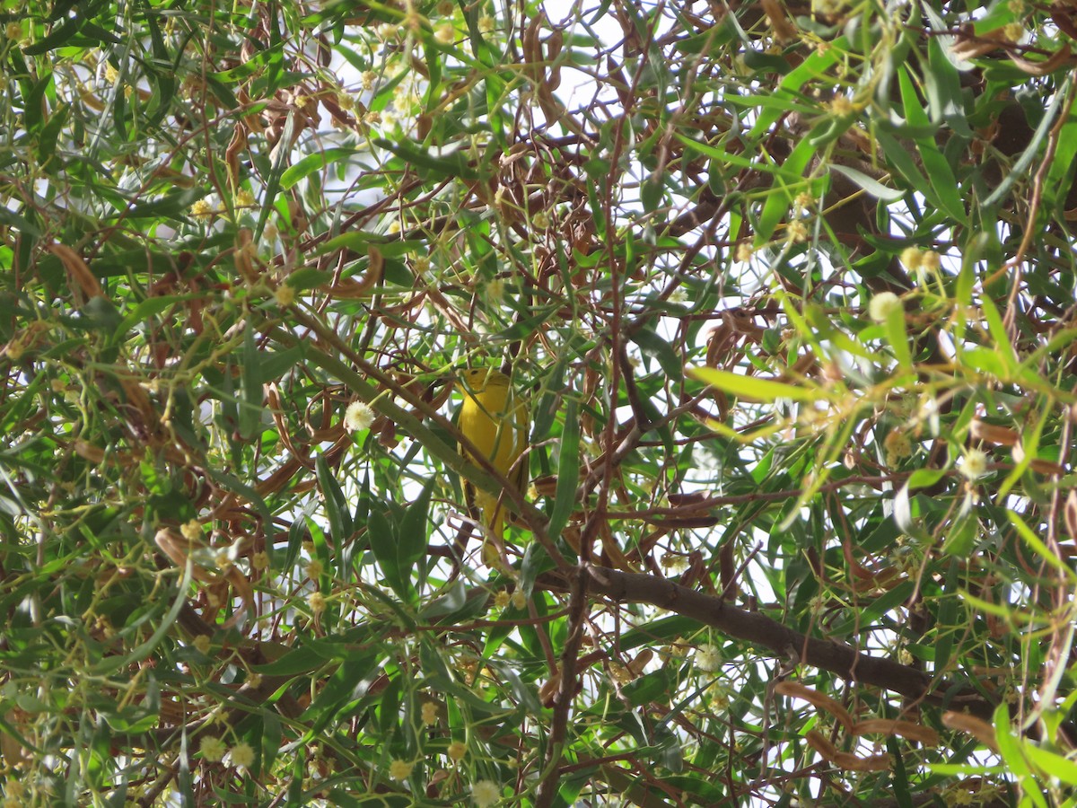 Yellow Warbler - ML612969987