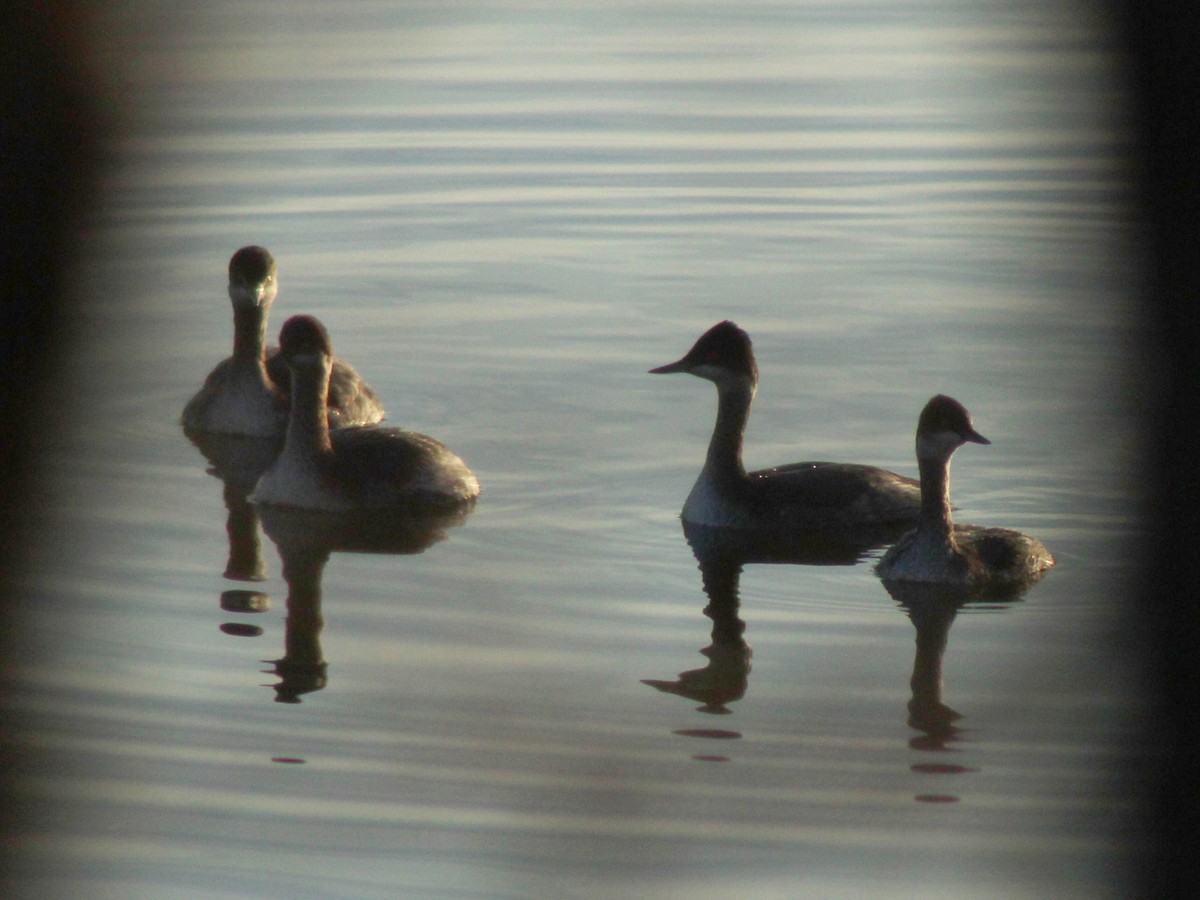 Eared Grebe - Sara Ramirez