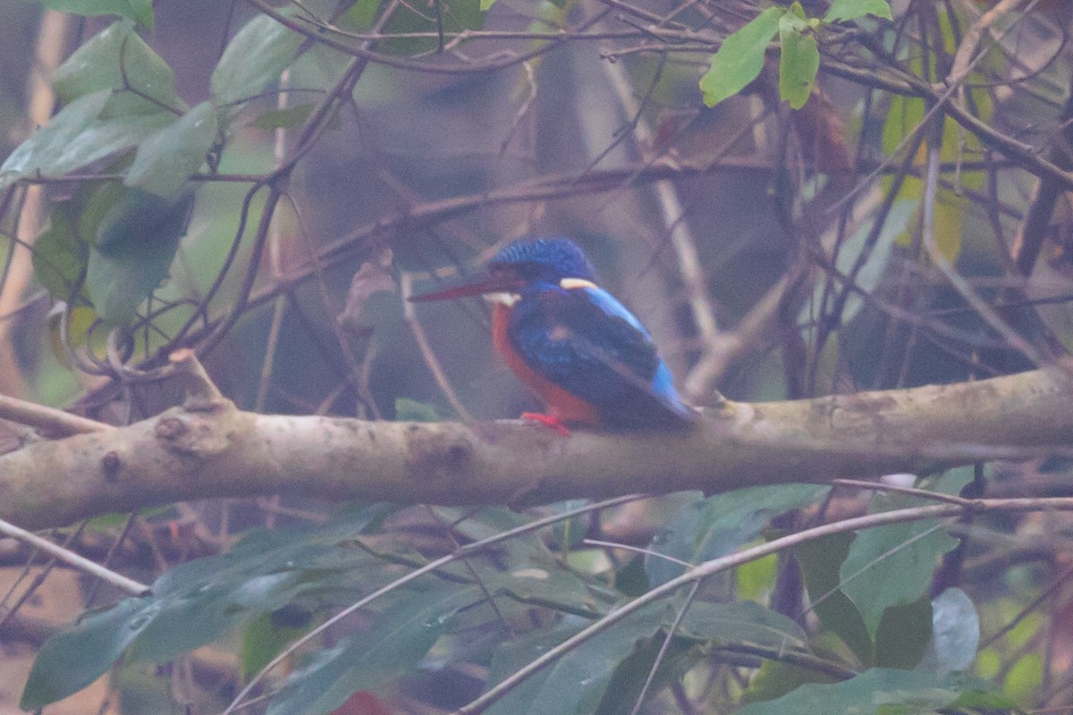 Blue-eared Kingfisher - ML612970000