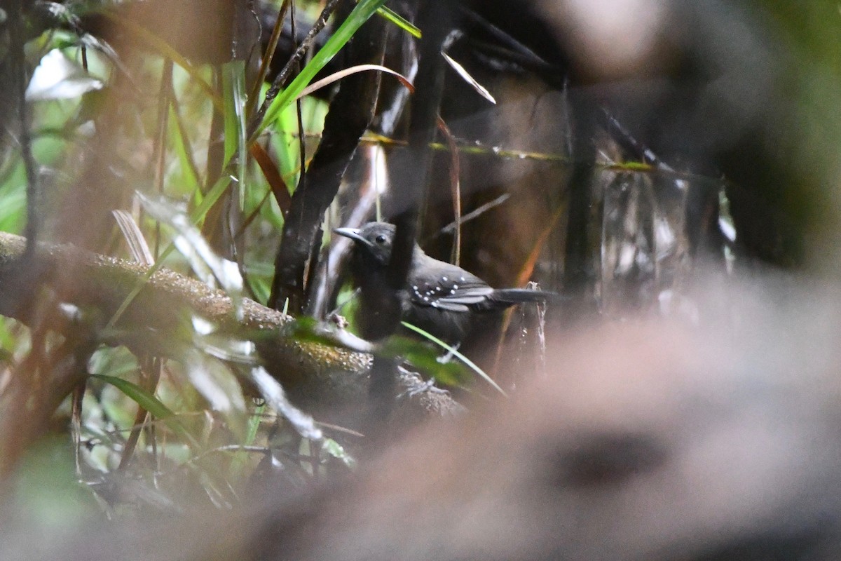 Black-throated Antbird - ML612970003