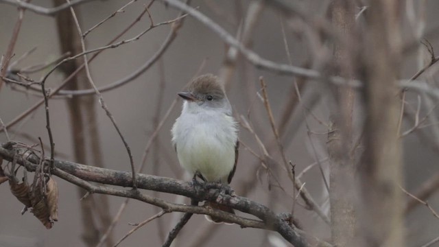 Ash-throated Flycatcher - ML612970031