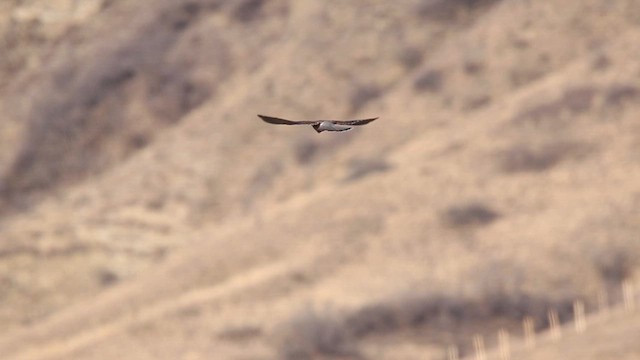 Eurasian Kestrel - ML612970079