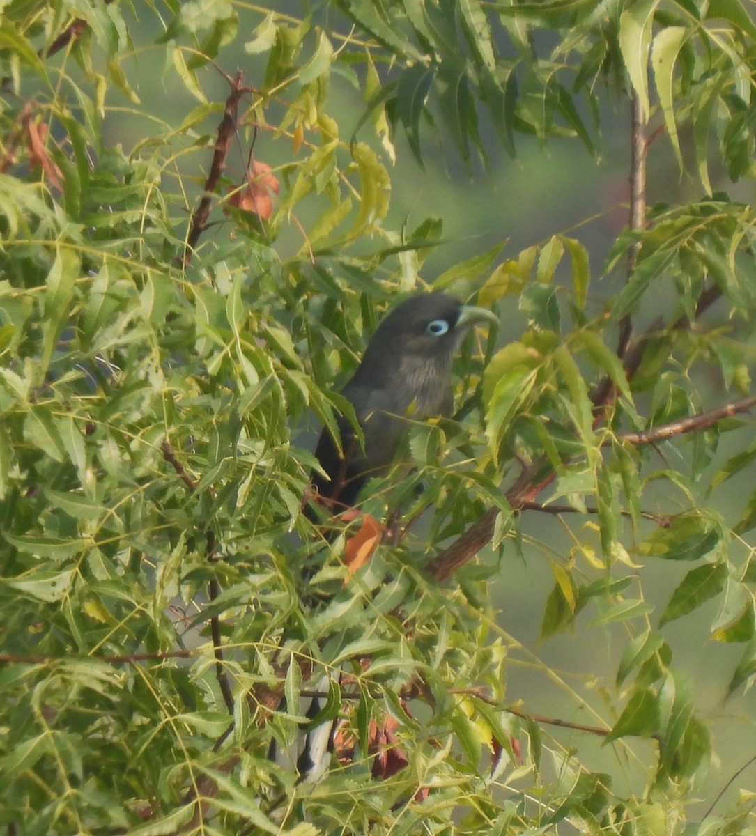 Blue-faced Malkoha - ML612970112