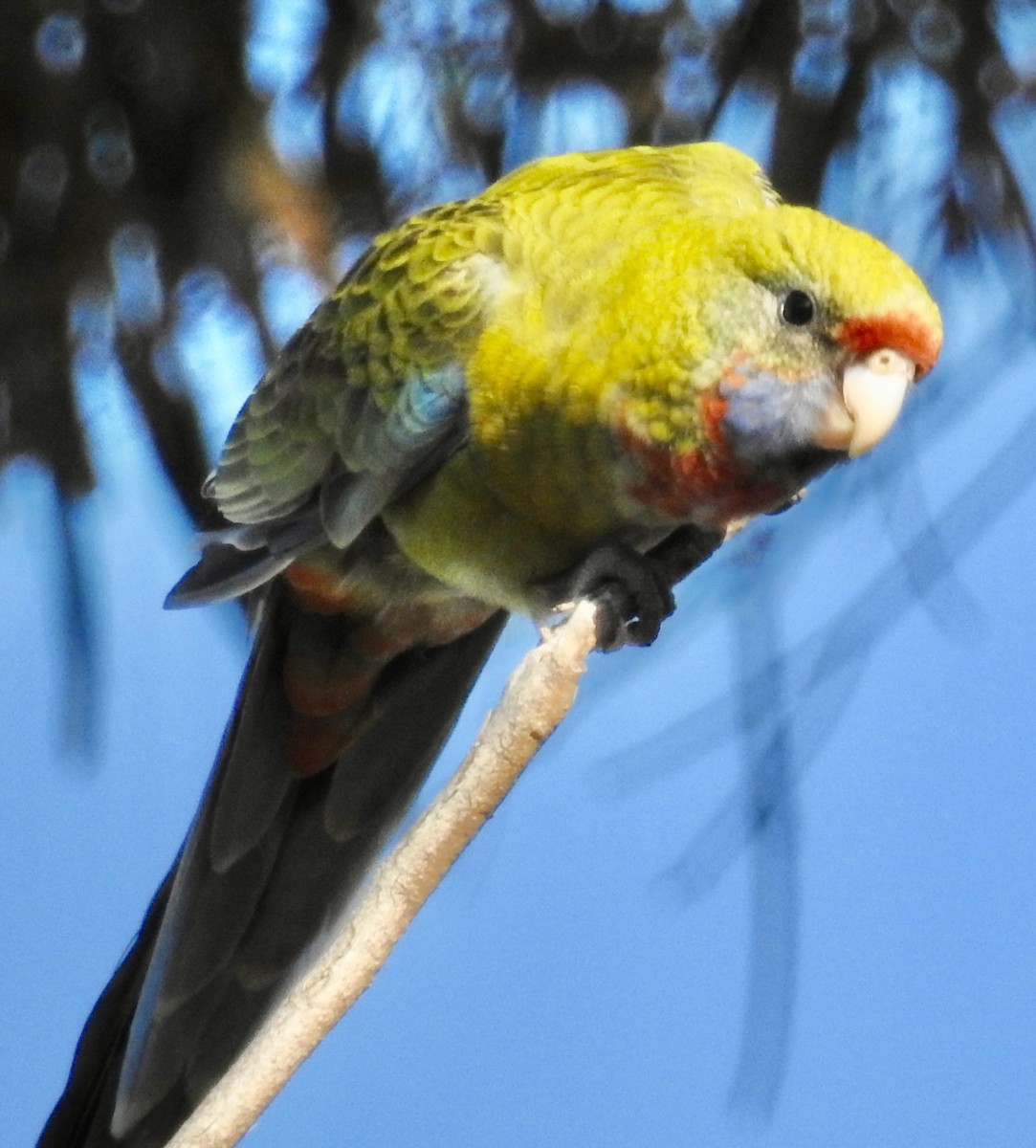 Crimson Rosella (Adelaide) - ML612970135