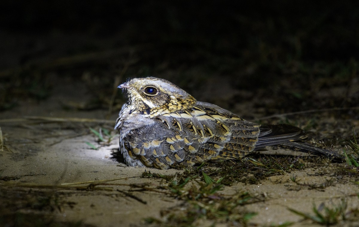 Indian Nightjar - ML612970159