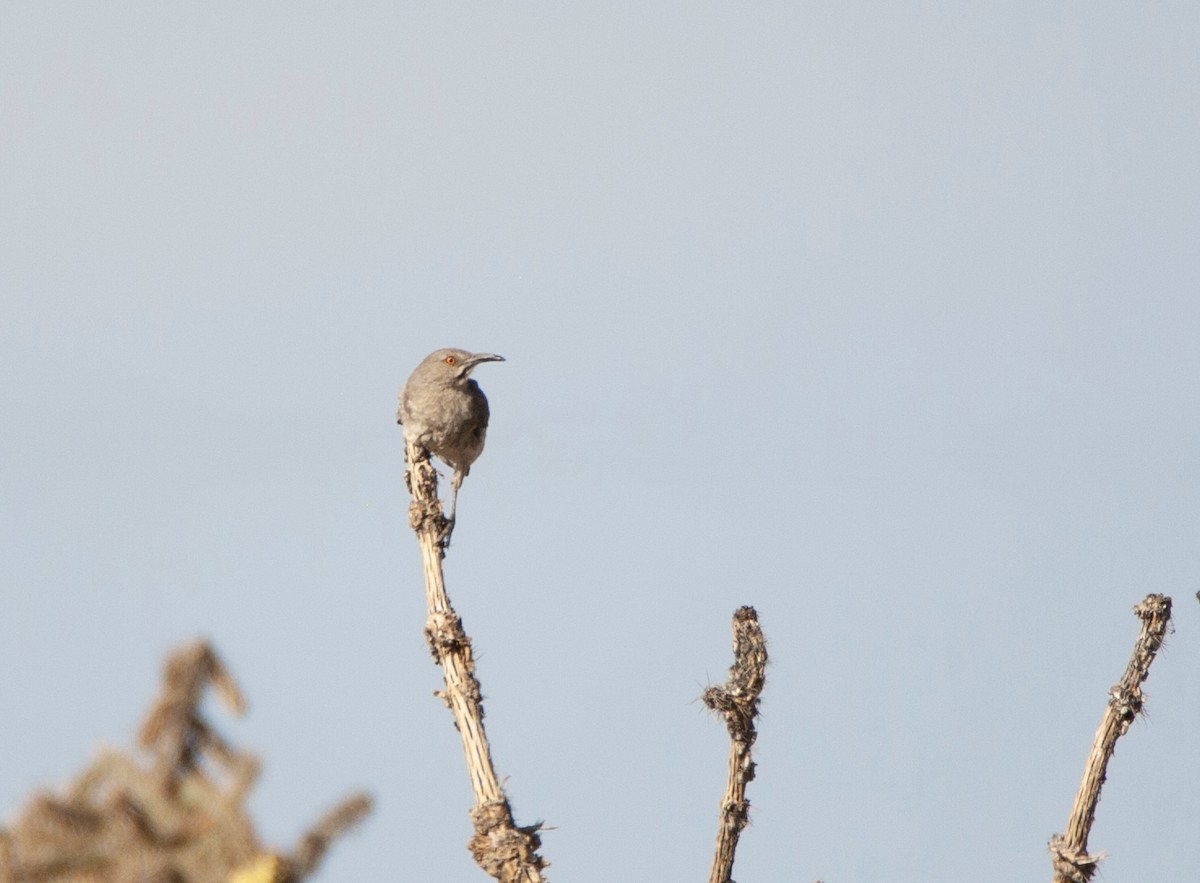 Curve-billed Thrasher - ML612970267