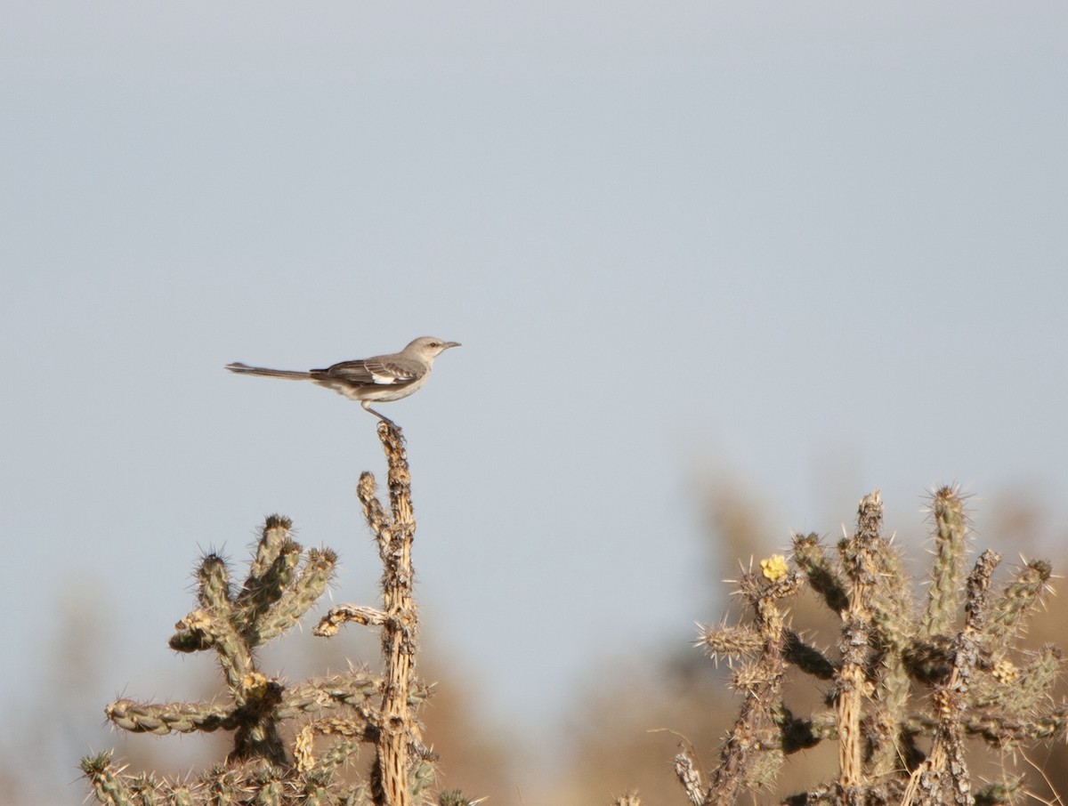 Northern Mockingbird - ML612970273