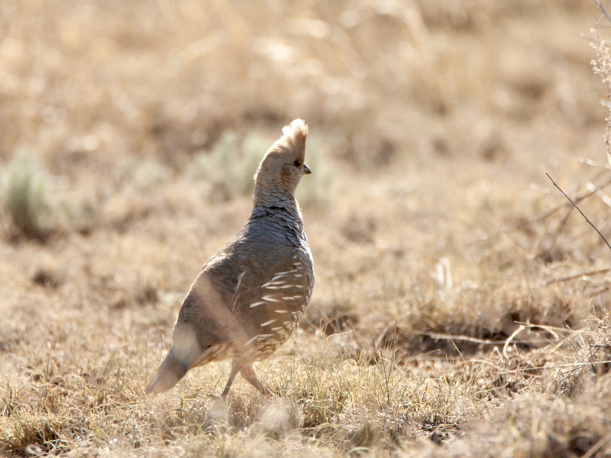 Scaled Quail - ML612970293