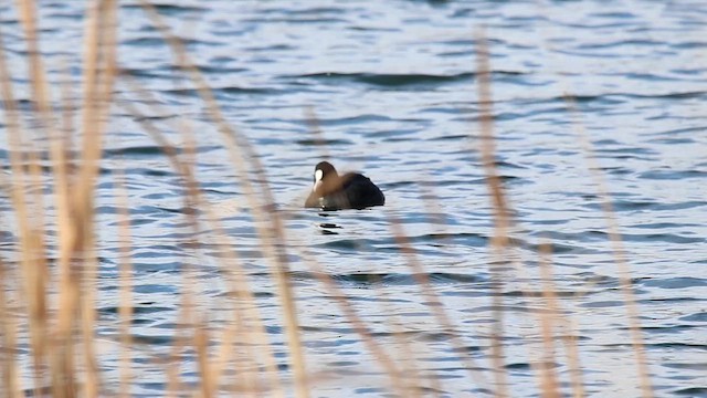 Eurasian Coot - ML612970389