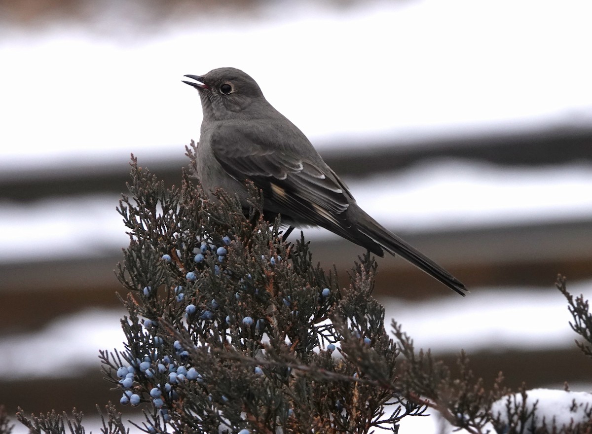 Townsend's Solitaire - ML612970417