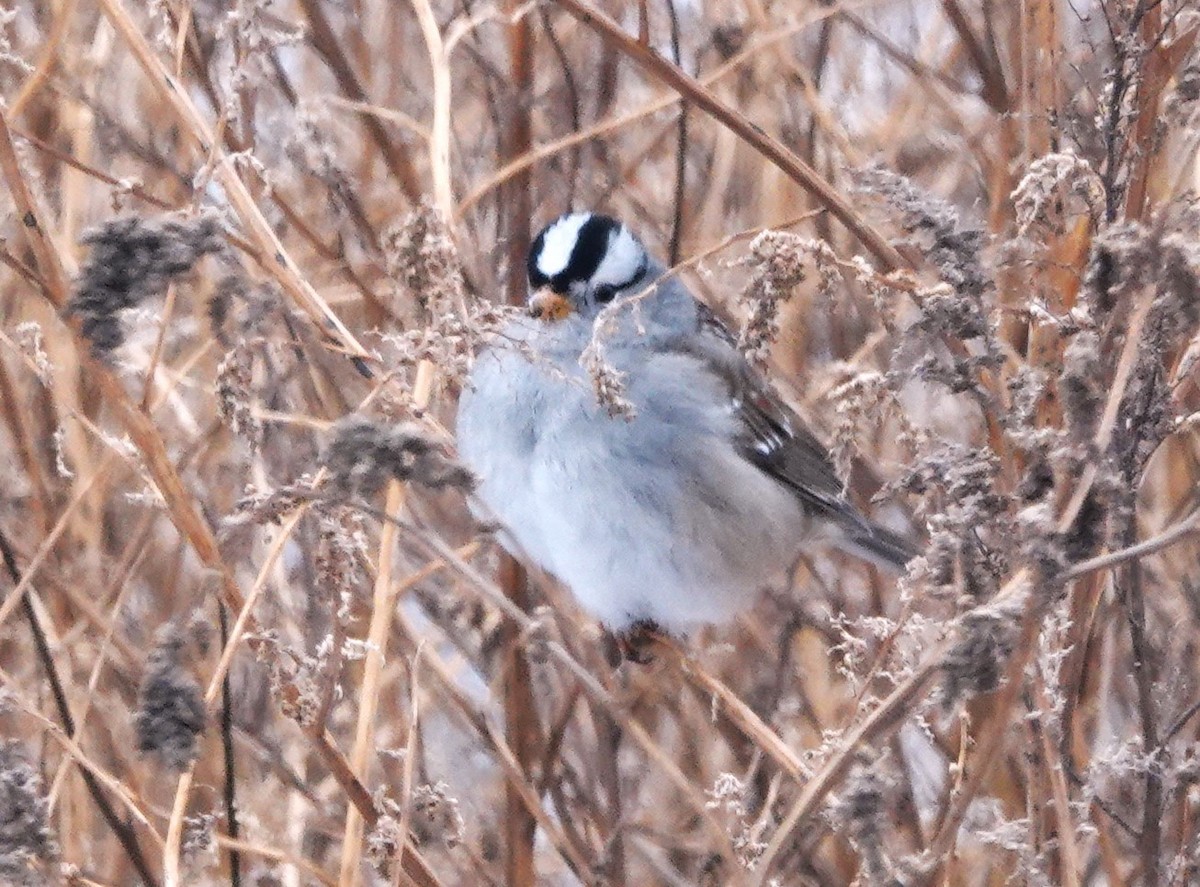White-crowned Sparrow - ML612970484