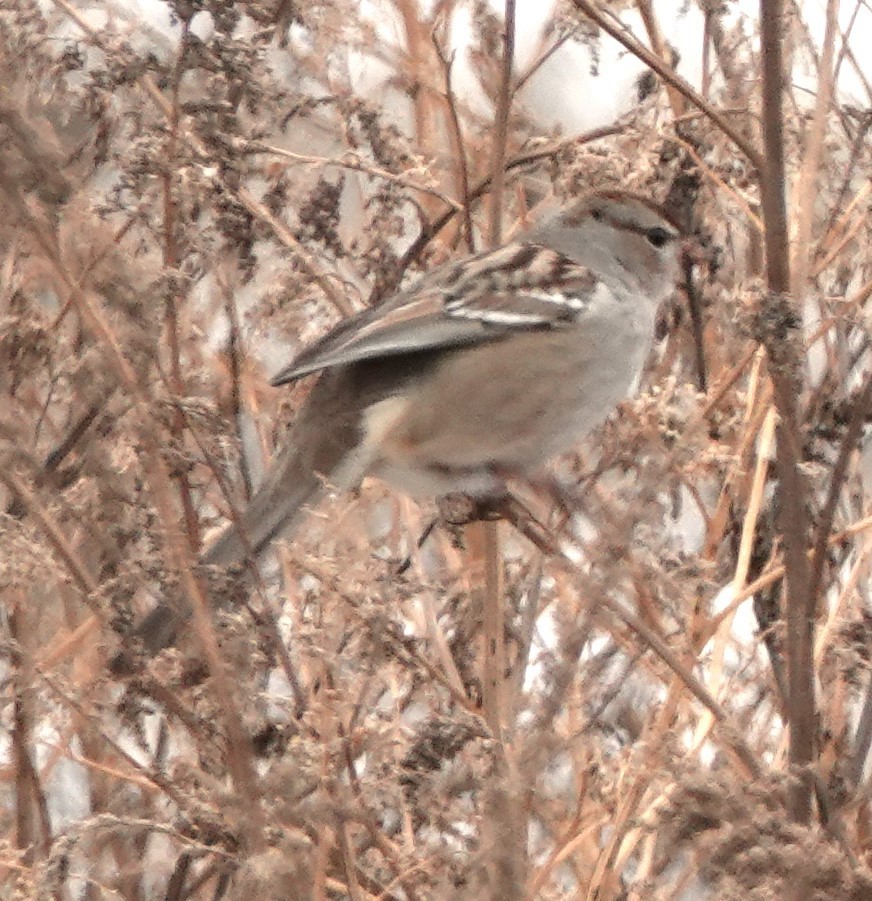 White-crowned Sparrow - ML612970508