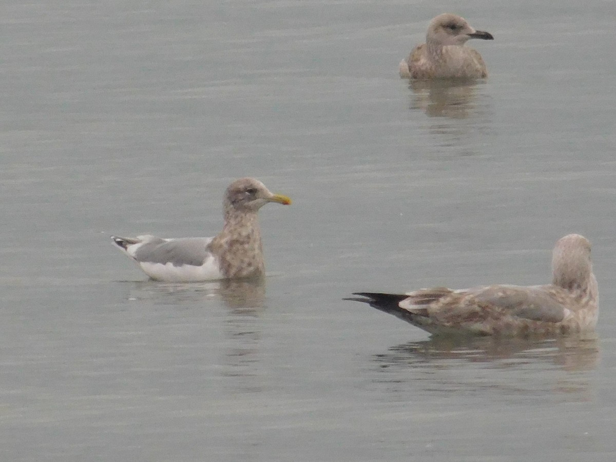 Iceland Gull - ML612970534