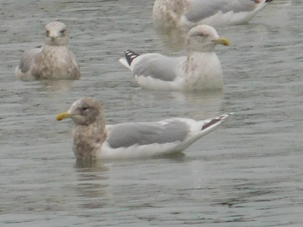 Iceland Gull - ML612970535