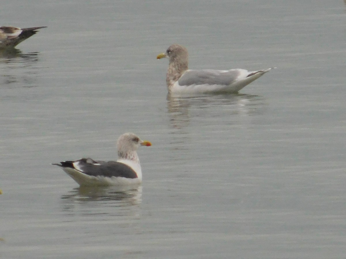 Iceland Gull - ML612970536