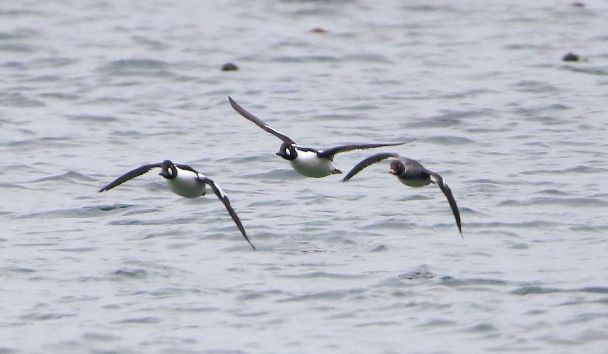 Common Goldeneye - Breck Breckenridge