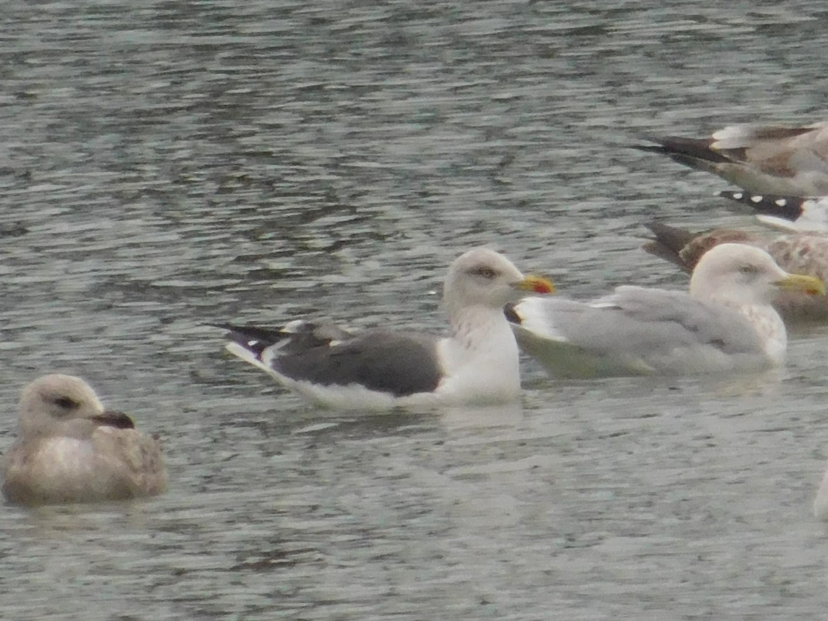 Lesser Black-backed Gull - Erin Henson