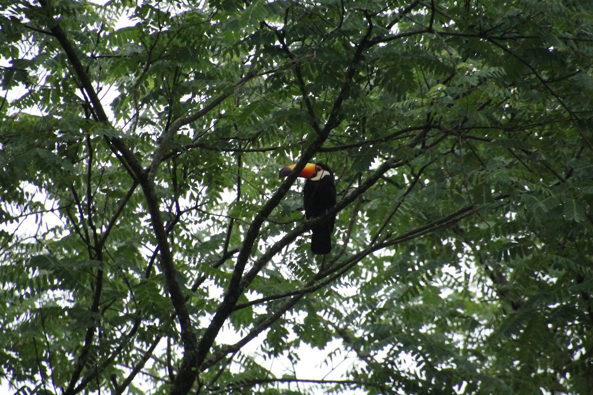 Toco Toucan - Santiago Ramos