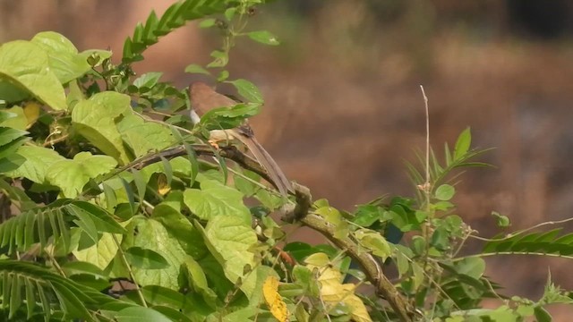 Yellow-eyed Babbler - ML612970596