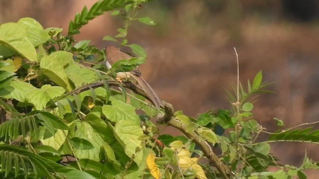 Yellow-eyed Babbler - ML612970596