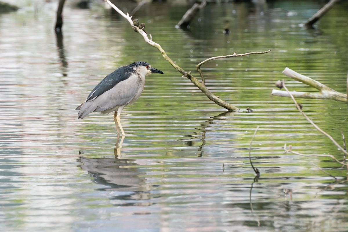 Black-crowned Night Heron - Marcy Carpenter