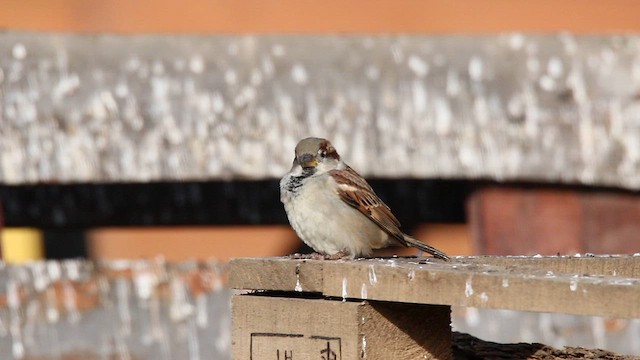 Moineau domestique - ML612970696